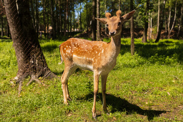 A deer and fawns in a forest and a park on a summer day