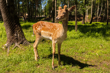 A deer and fawns in a forest and a park on a summer day