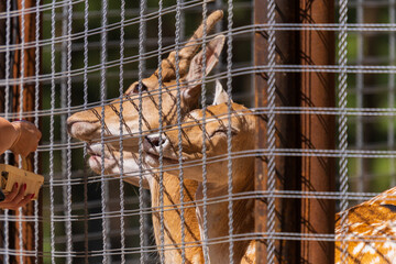 A deer and fawns behind a fence in a landscape zoo on a summer day.