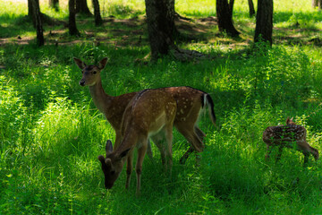 A deer and fawns in a forest and a park on a summer day