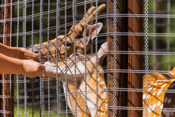 A deer and fawns behind a fence in a landscape zoo on a summer day.