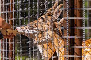 A deer and fawns in a forest and a park on a summer day