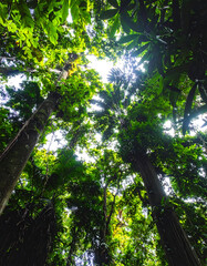 Fototapeta premium Lush canopy shot from below, sunlight filtering through dense green foliage. Evokes feelings of tranquility, nature, growth. Perfect for environmental themes.