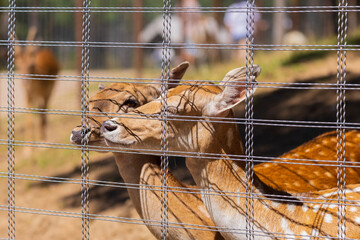 A deer and fawns in a forest and a park on a summer day