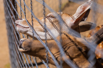 A deer and fawns behind a fence in a landscape zoo on a summer day.