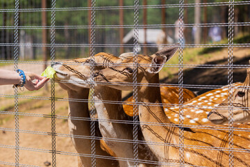 A deer and fawns behind a fence in a landscape zoo on a summer day.