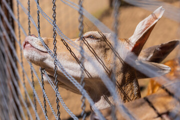 A deer and fawns behind a fence in a landscape zoo on a summer day.