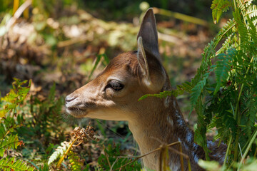 A deer and fawns in a forest and a park on a summer day