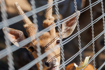 A deer and fawns in a forest and a park on a summer day