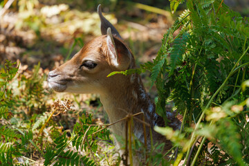 A deer and fawns in a forest and a park on a summer day