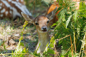 A deer and fawns in a forest and a park on a summer day