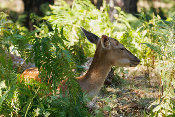 A deer and fawns in a forest and a park on a summer day
