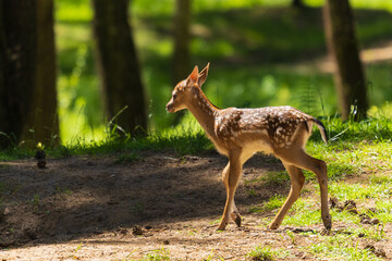 A deer and fawns in a forest and a park on a summer day