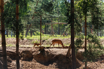 A deer and fawns behind a fence in a landscape zoo on a summer day.
