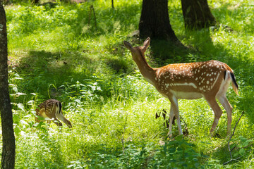 A deer and fawns in a forest and a park on a summer day