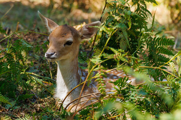 A deer and fawns in a forest and a park on a summer day