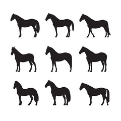 Vector silhouette set of equine on white background 