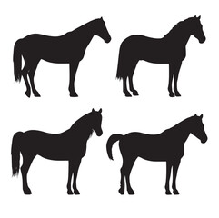 Vector silhouette set of equine on white background 