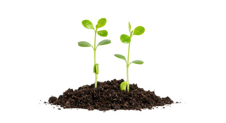 Isolated Two Seedlings Sprouting from Soil Symbol