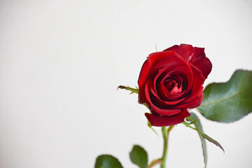 赤いバラ