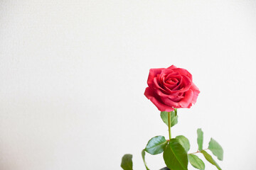 赤い薔薇