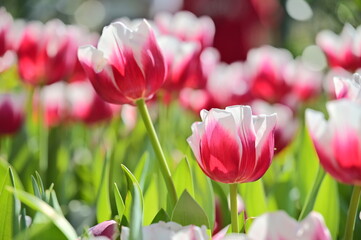 Bathed in golden light, the tulip blossoms reveal delicate textures and natural harmony, reflecting...