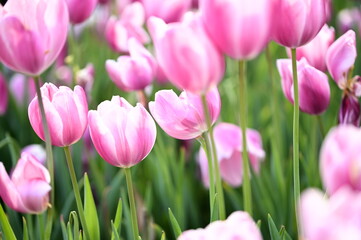 Fields of blooming pink tulips unfurl under the serene spring sky, painting the landscape with vibrant hues and celebrating the season’s joyful awakening.