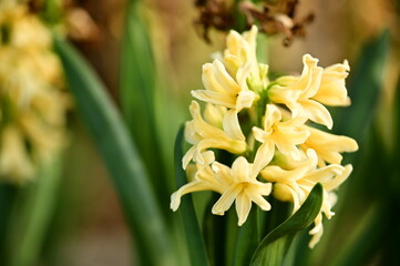 Yellow hyacinth flower in full bloom, radiating warmth and hope in a tranquil natural setting.