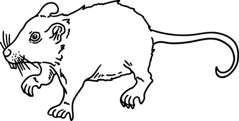 hand drawn sketch rat