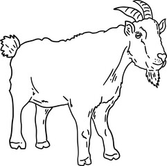 hand drawn sketch goat
