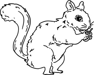 hand drawn sketch squirrel