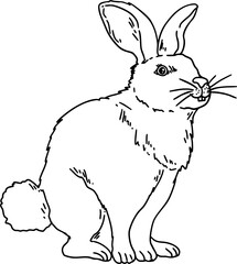 hand drawn sketch rabbit