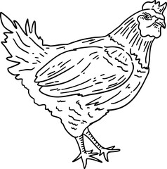 hand drawn sketch chicken