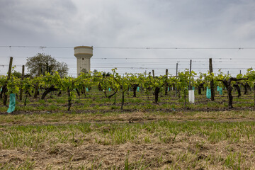vineyards in France