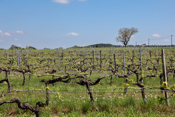 vineyards in France