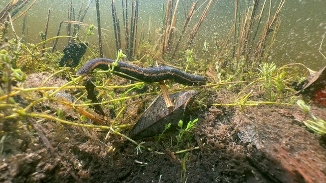 European medicinal leech (Hirudo medicinalis) crawling on the bottom of a pond, Estonia.