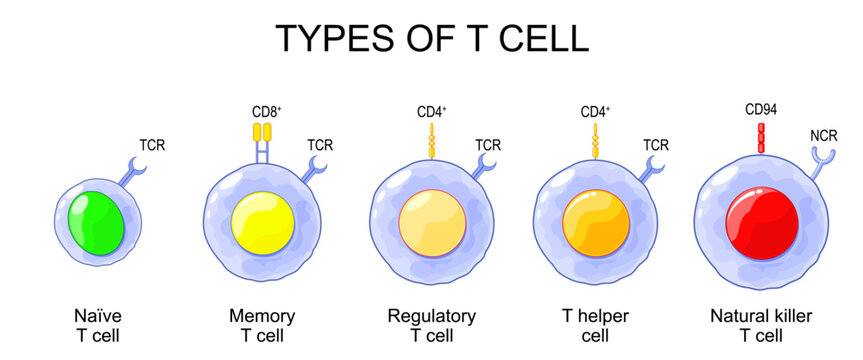 Types of T cell