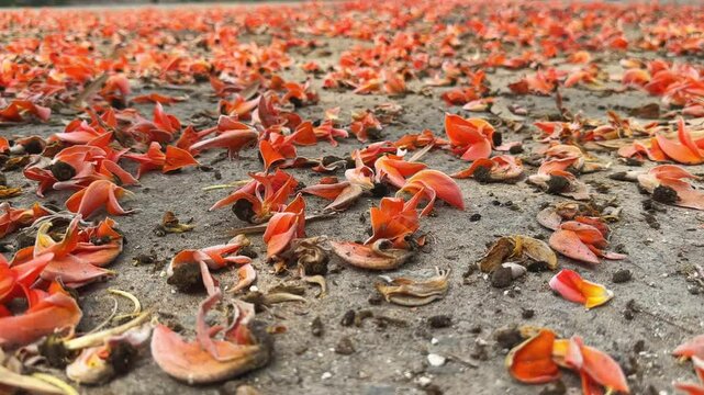Bright red flower of the tree called palash falling on ground, it is also known as flame of the forest, Bengal kino, dhak