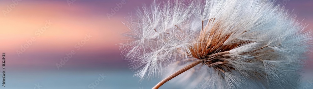 Poster blowing in the wind with torn leaves across cloudy sky concept. a close-up of a delicate dandelion i