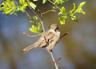 A sparrow sits on a branch of a tree with leaves