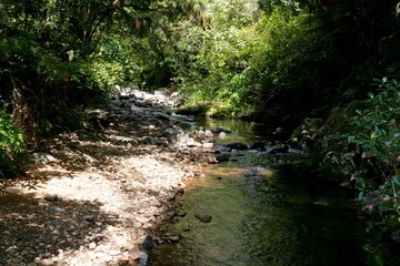 Waiau River flowing through lush forest in Waikato region, New Zealand