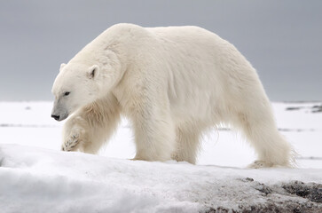 Polar bear walking the ground on arctic ice, Svalbard