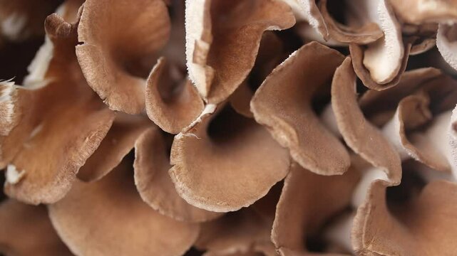 Hen of the Woods or Maitake Mushroom Rotating. Top View Shot