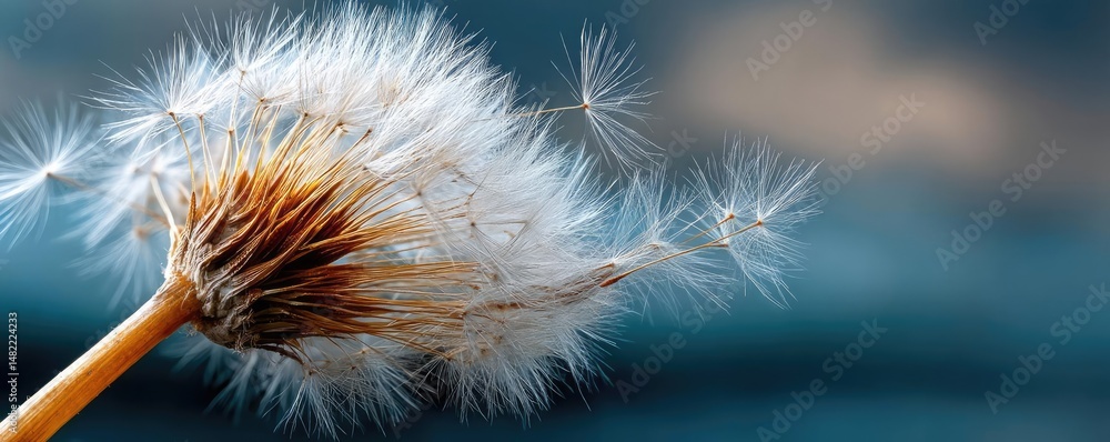 Poster blowing in the wind with torn leaves across cloudy sky concept. a close-up of a dandelion puff again