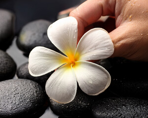 On dark stones, a hand is seen holding a dewy white plumeria flower.