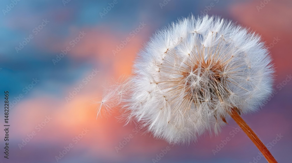 Poster blowing in the wind with torn leaves across cloudy sky concept. a close-up view of a dandelion seed 
