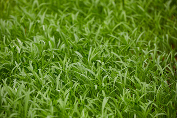 Organic water spinach Seedlings Growing in a Mulched Garden Bed