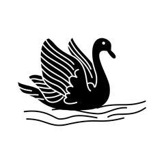 swans on the water