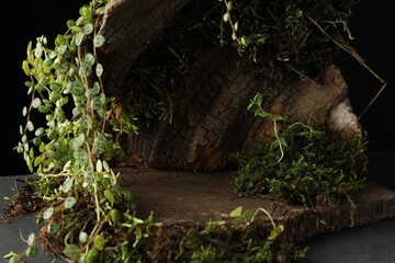 Tree bark with plants on grey table, closeup. Stylish presentation for product