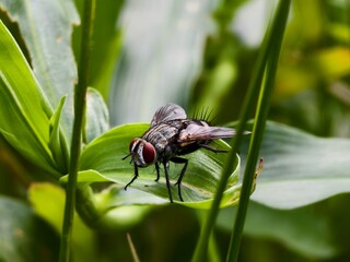 Sarcophaga carnaria on a leaf